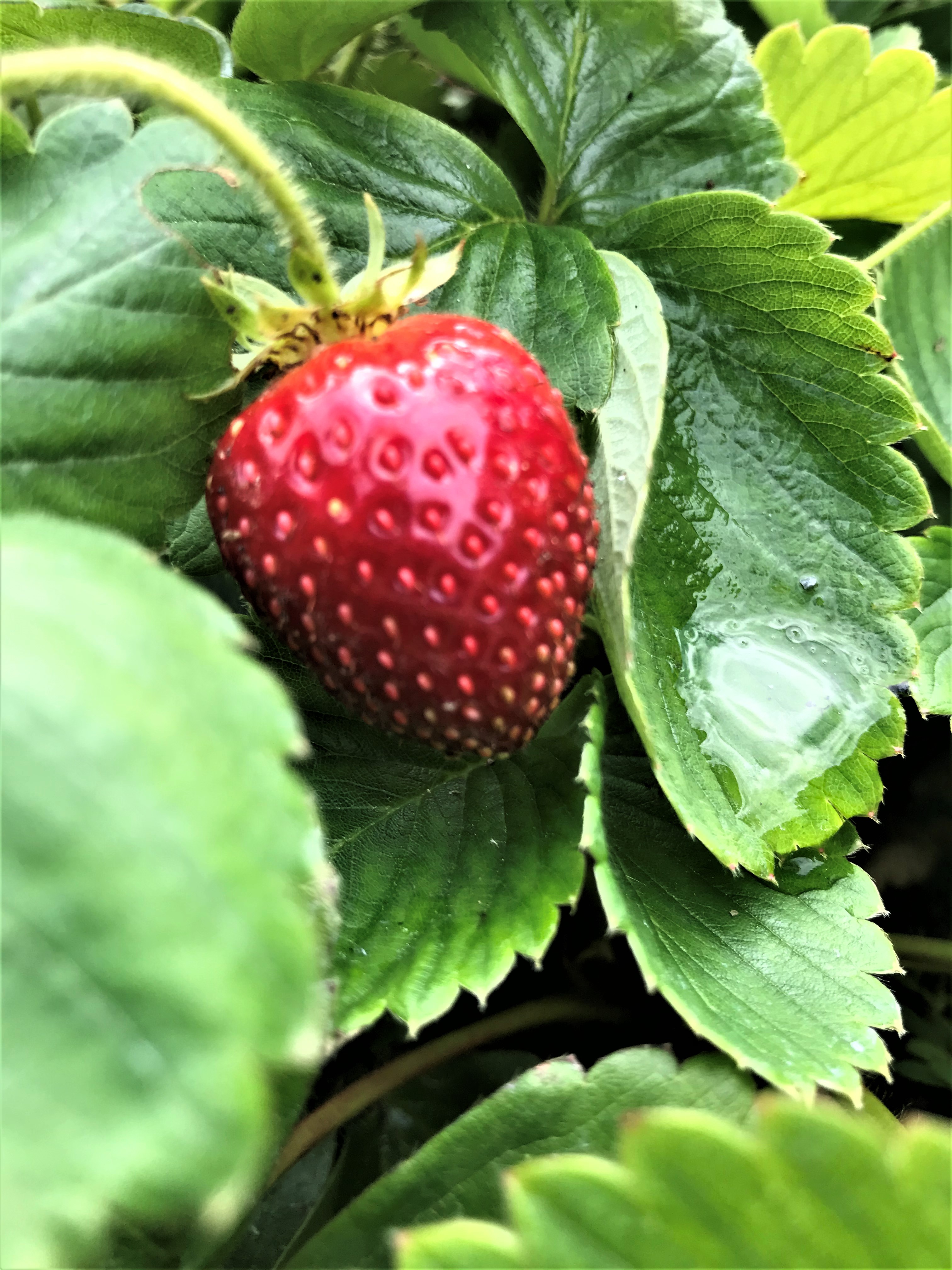 garden strawberry 
