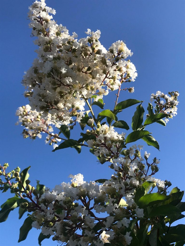 July Flowers Everything Earth